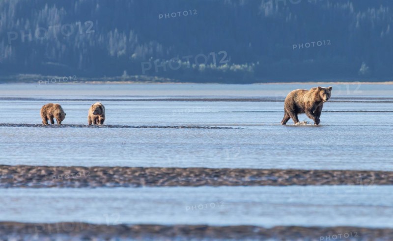 A brown bear