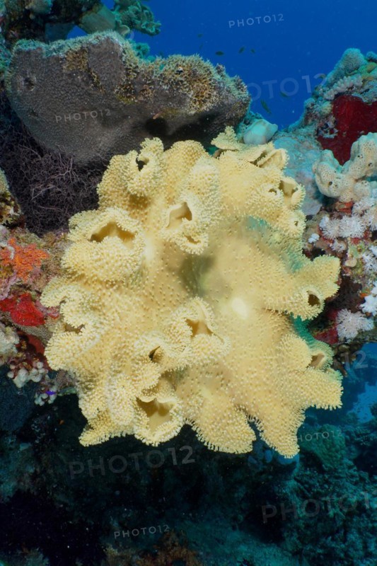 Rough leather coral