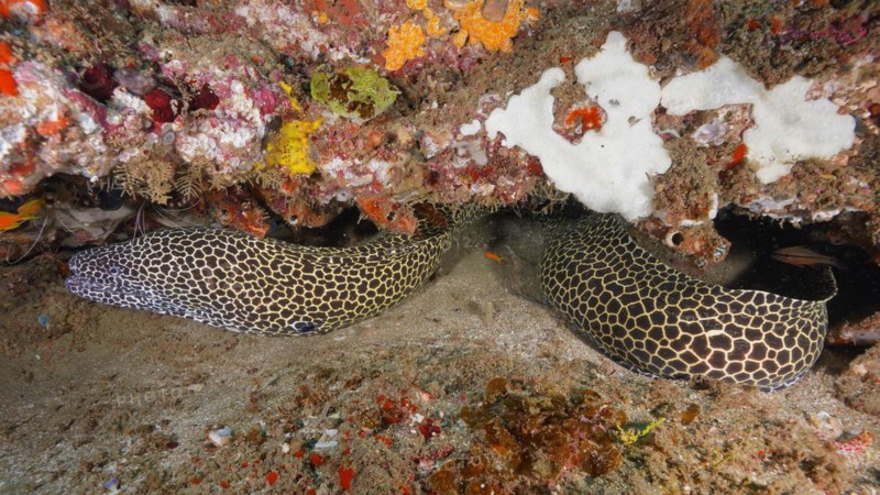 Laced moray