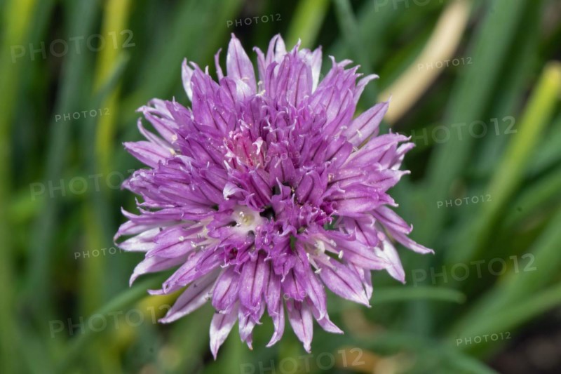 Chives purple open flower