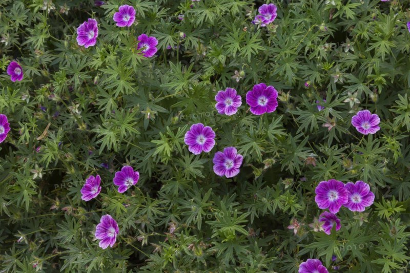 Bloody Cranesbill