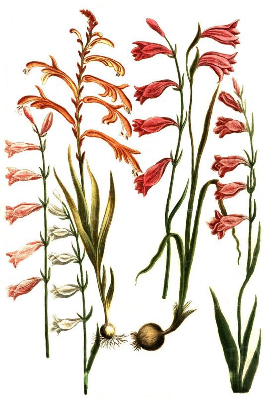 Botany