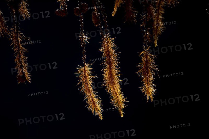 Small larch