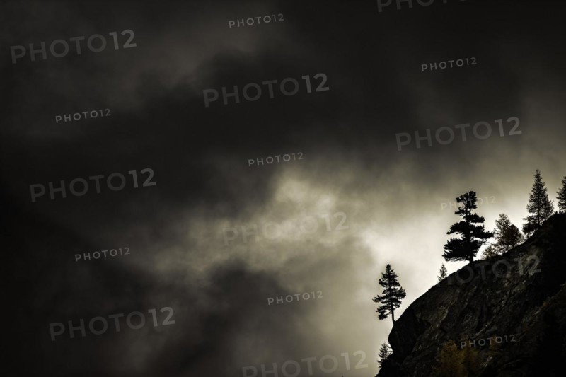 Single trees on rocky ridge in backlight with threatening cloudy sky