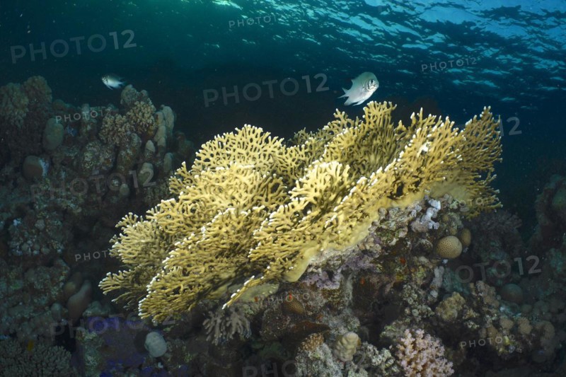 Net fire coral