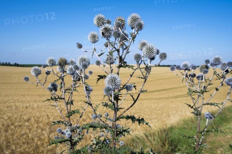 Great globe thistle