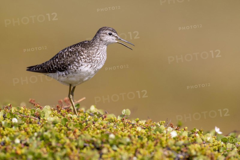 Wood Sandpiper