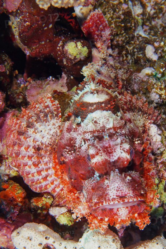 Portrait of tassled scorpionfish