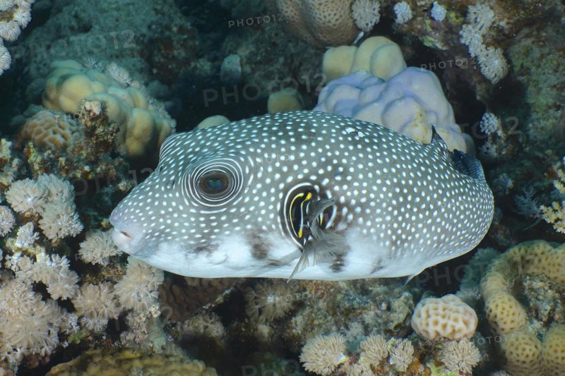 White-spotted puffer