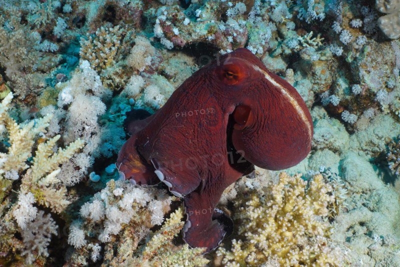 Great Blue Octopus
