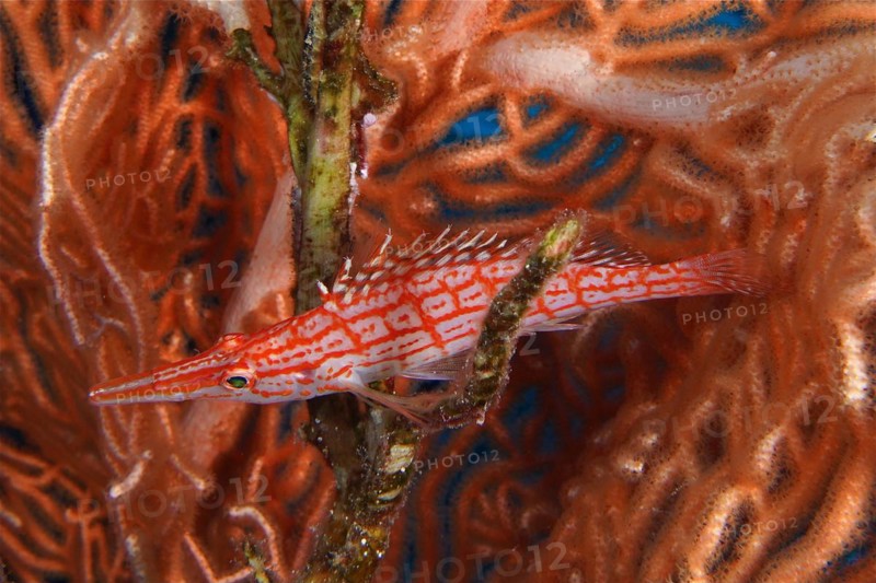 Longnose hawkfish