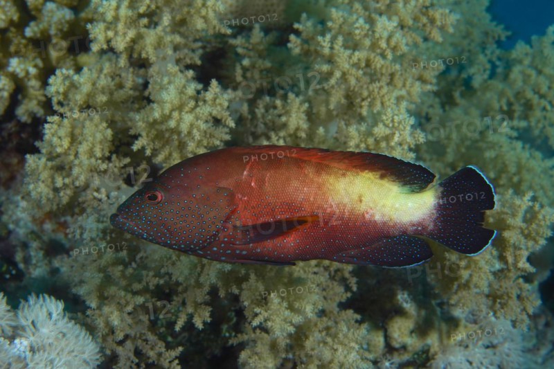 Yellowfin hind