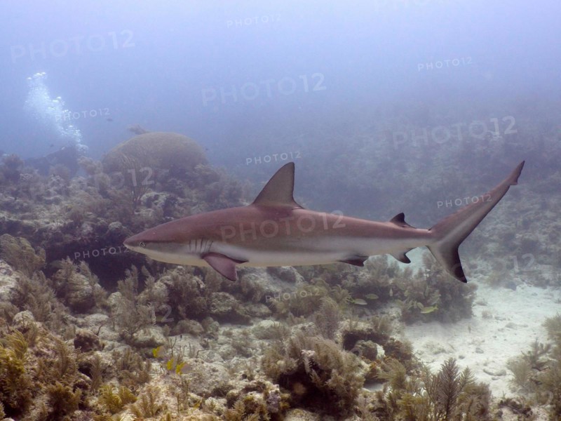 Caribbean reef shark