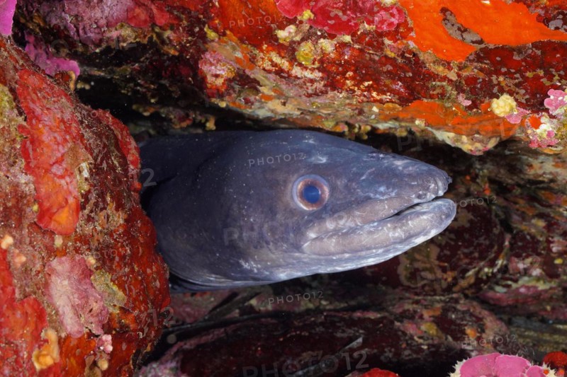 Conger