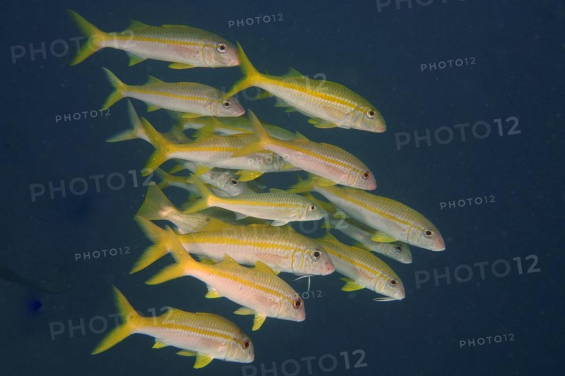 Shoal