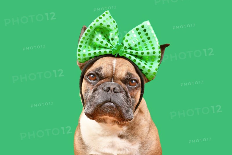 French Bulldog dog wearing St. Patricks Day costume headband with bow and shamrock on green background