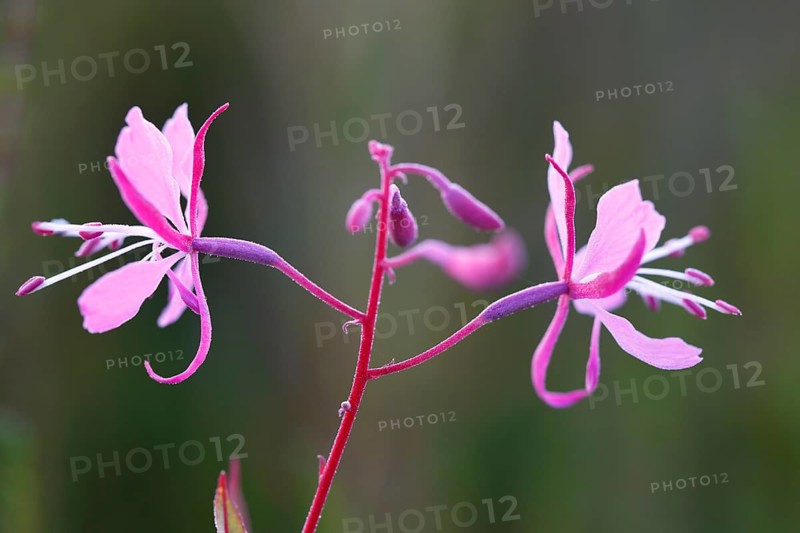 Blooming sally