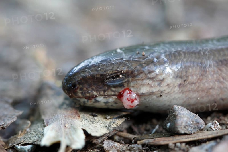 Western slow worm