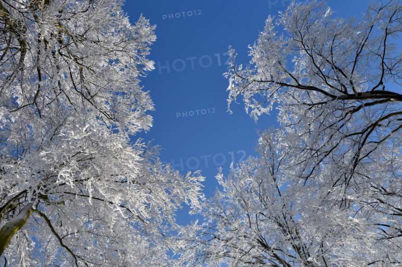 Tree tops with snow and hoarfrost against a blue sky in the Hunsrueck-Hochwald National Park