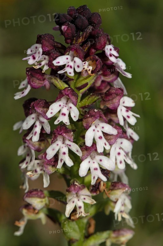 Fire orchid inflorescence with a few open purple-white flowers