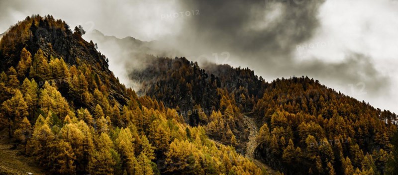 Autumn larch