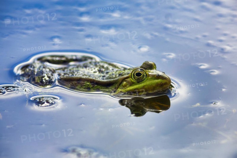 Pond frog