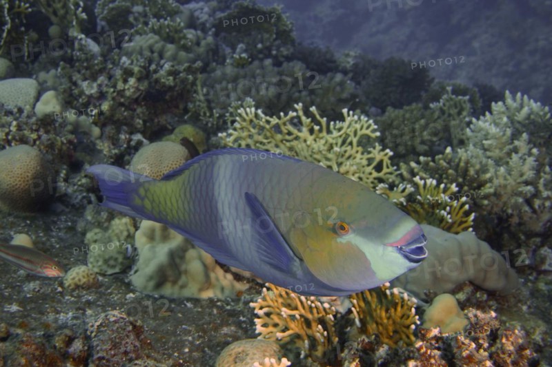 Rusty parrotfish