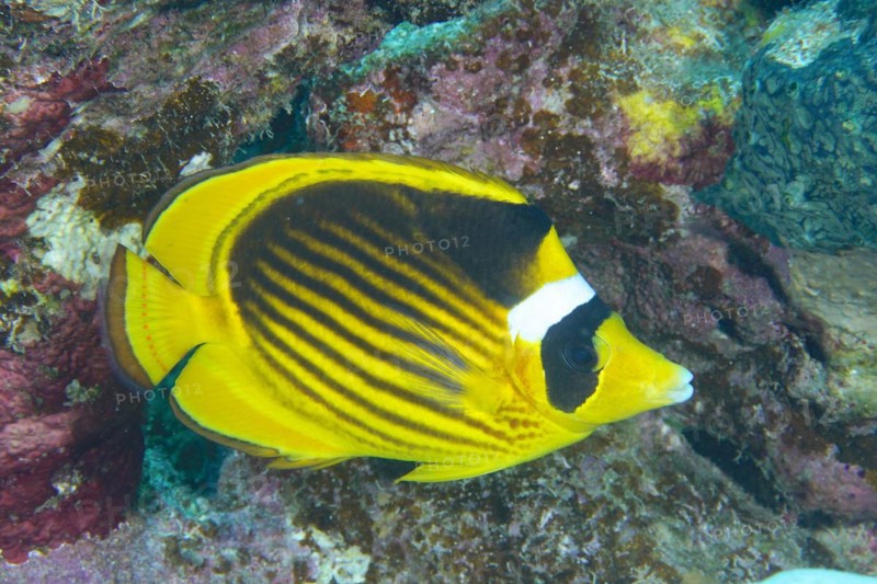 Diagonal butterflyfish