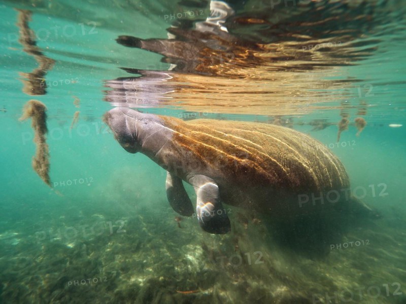 West indian manatee