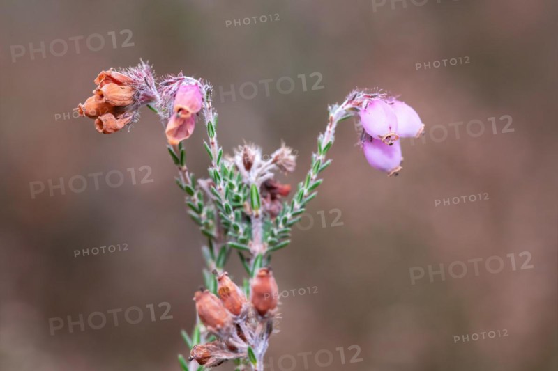 Cross-leaved heath