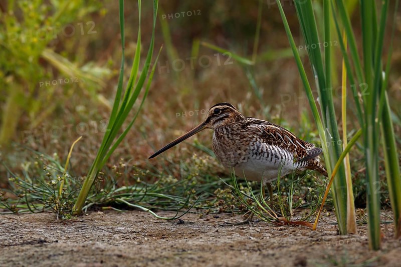 Common Snipe