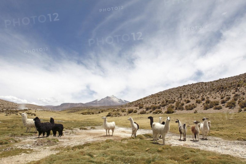 Llamas in Las Vicunjas National Park or Las Vicunas National Reserve