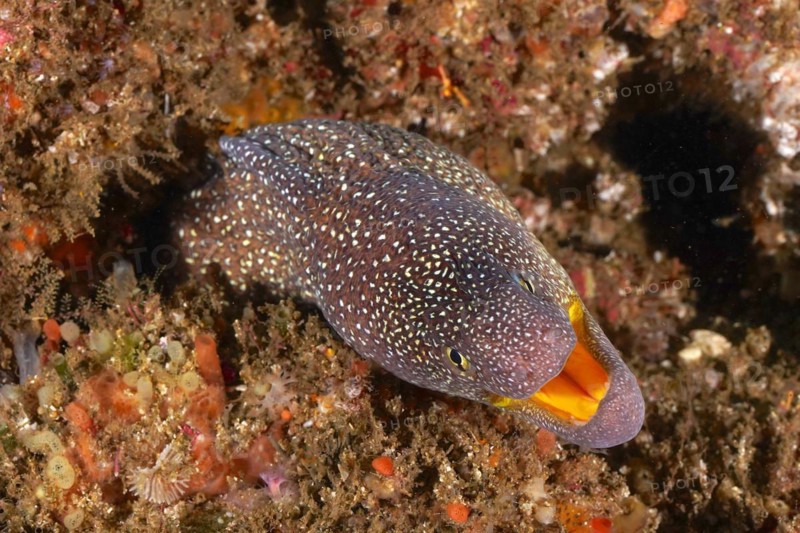 Portrait of starry moray