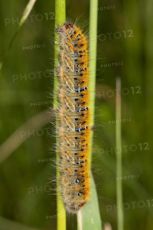 Clover moth Caterpillar hanging on green stalk looking up