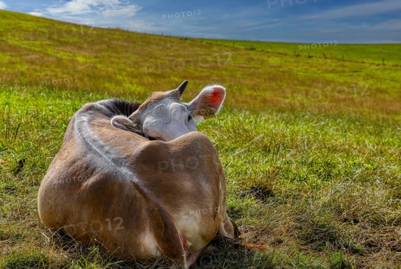 Cow lying on pasture