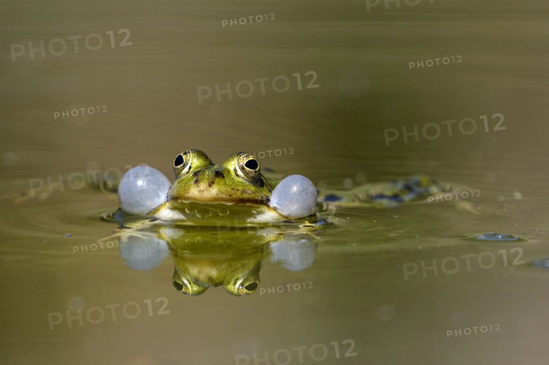 Green frog