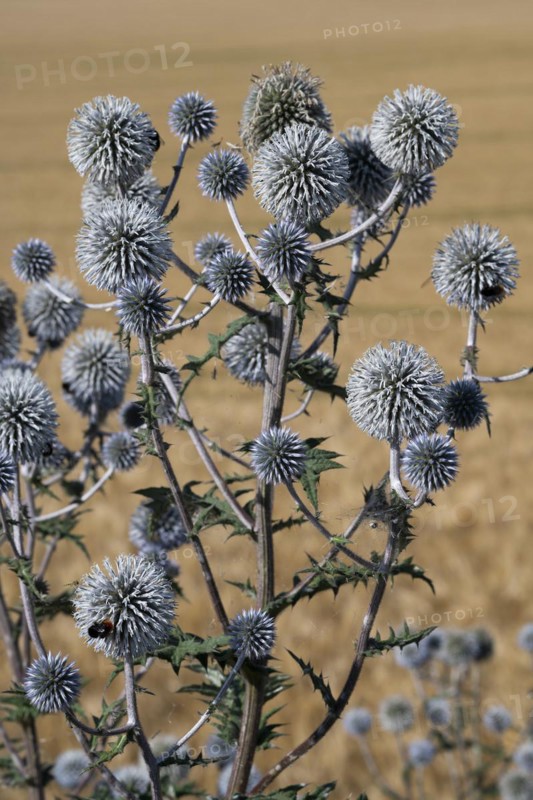 Great globe thistle