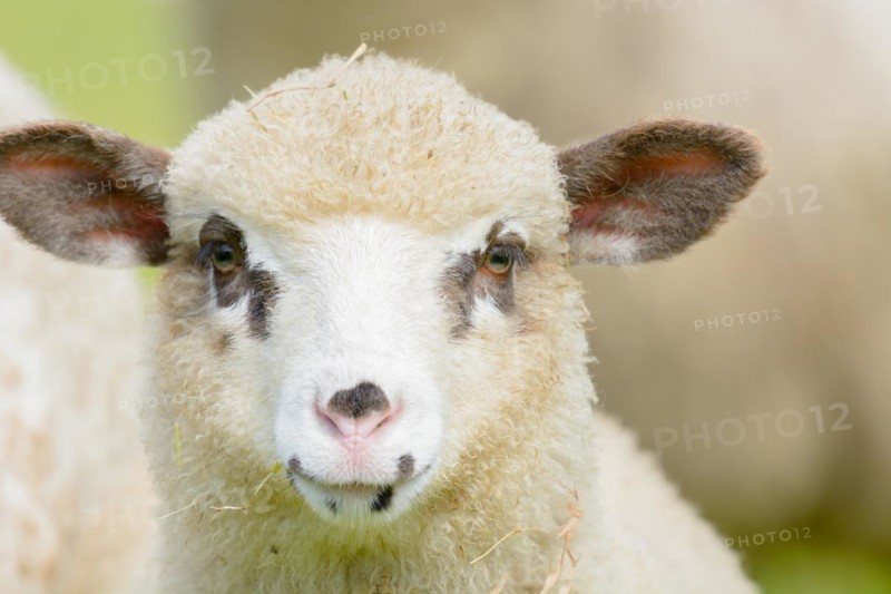 Portrait of a lamb with brown spots around the eyes. Alsace