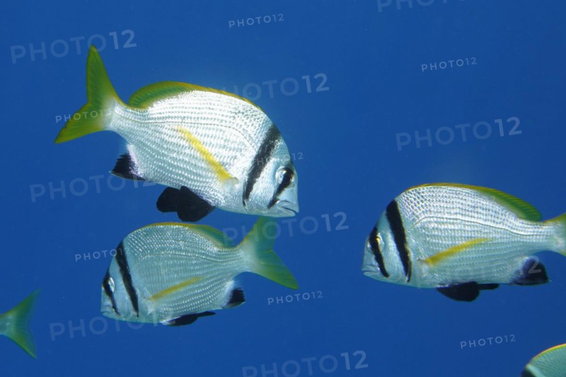 Group of double-banded sea bream