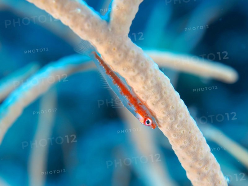 Dwarf Goby