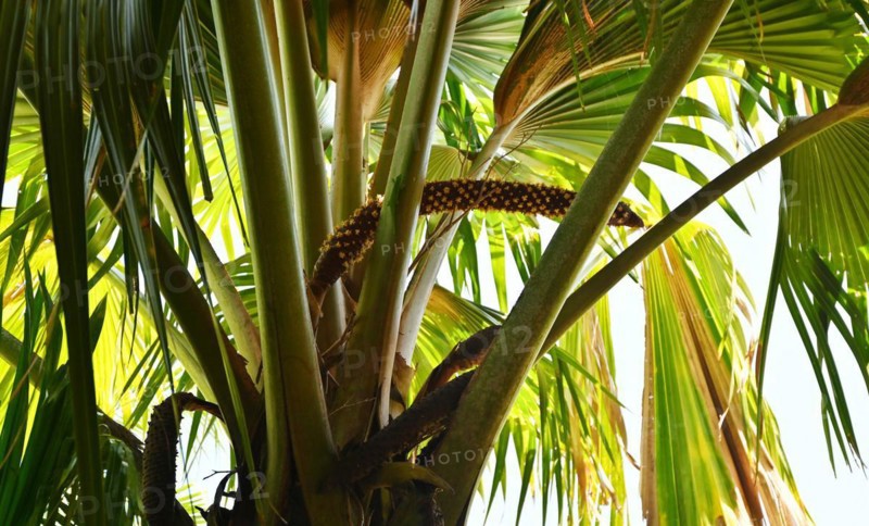 Male maldive coconut