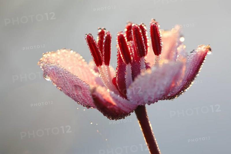 Flowering rush