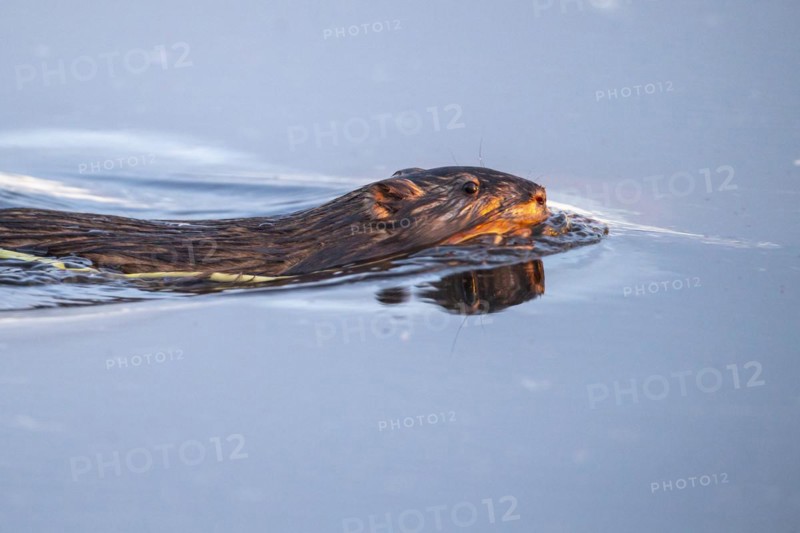Swimming muskrat