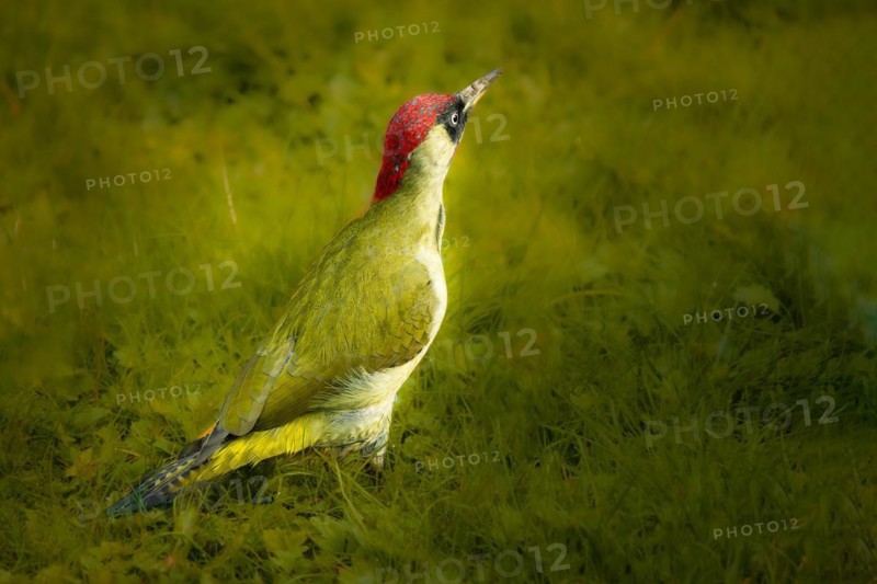 European green woodpecker