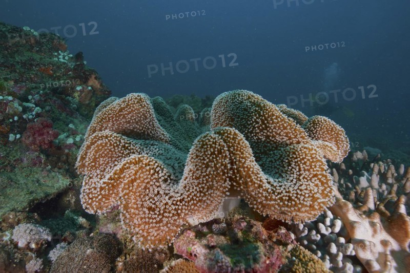 Mushroom leather coral