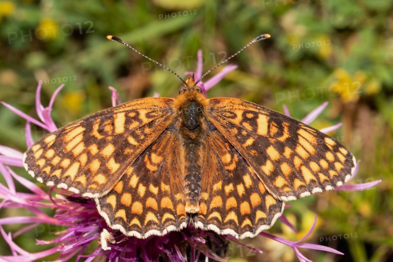 Fritillary fritillary butterfly butterfly with open wings sitting on purple flower from behind