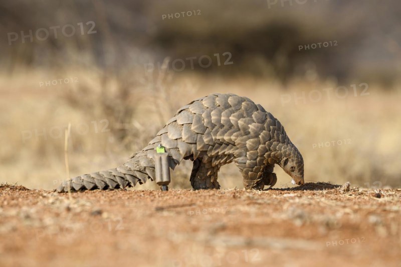 Ground pangolin