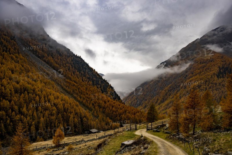 Autumn larch