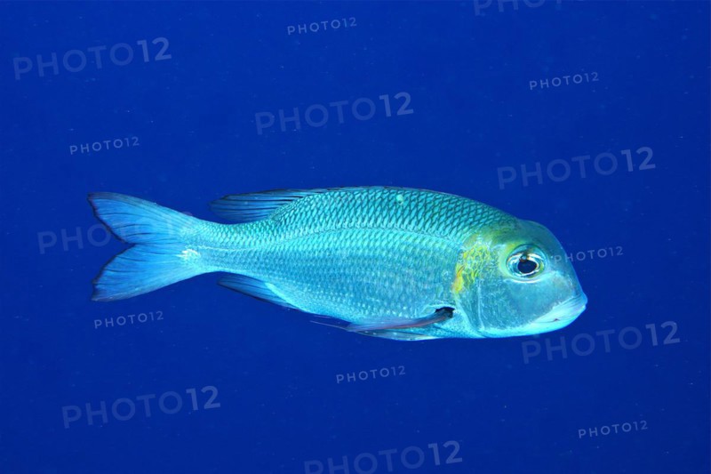 Humpnose big-eye bream