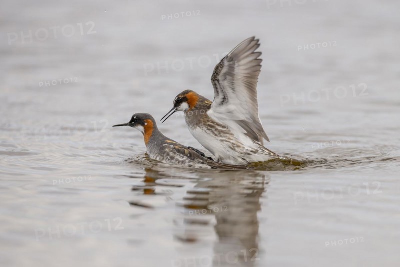 Red-necked phalarope
